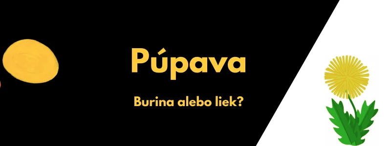 Púpava lekárska - ilustracia k článku